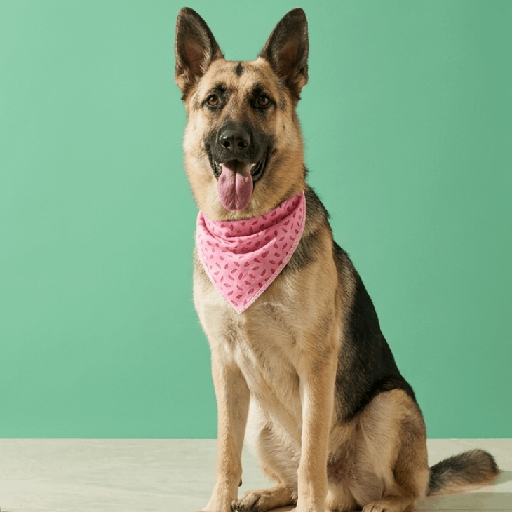Cães