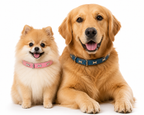Coleira Colar de Couro com Design de Ossinho para Cães e Gatos