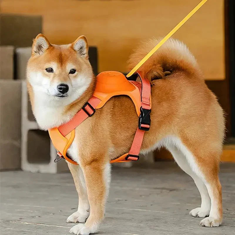 Coleira Retrátil com Guia para Cães de Médio e Grande Porte - Petzo™